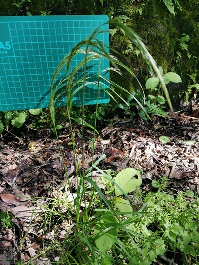 Sibirotrisetum bifidum, photographed by harum.koh