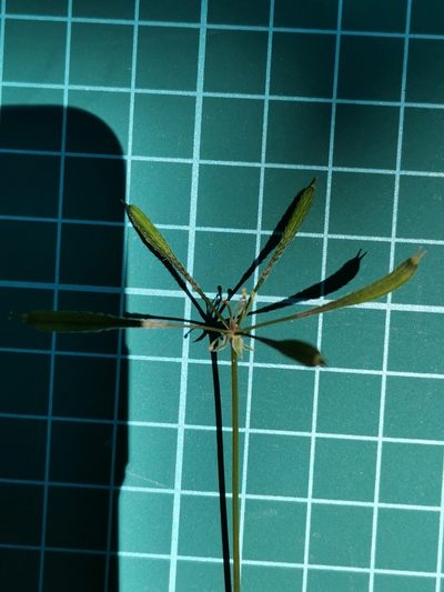 Osmorhiza aristata, photographed by harum.koh