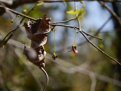 Miliusa tomentosa, photographed by Dinesh Valke