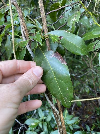 Cryptocarya sclerophylla, photographed by Greg Tasney