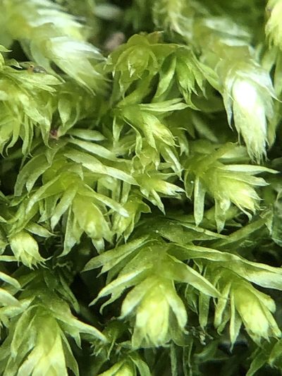 Plagiothecium nemorale, photographed by Young Jun Lee