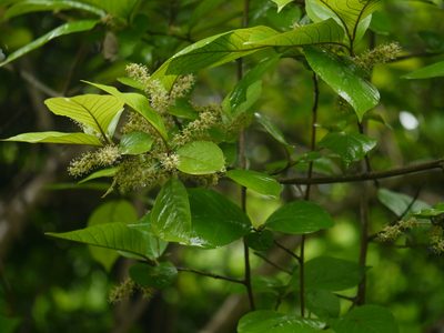 Embelia tsjeriam-cottam, photographed by Dinesh Valke