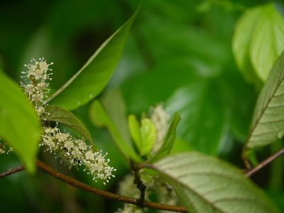 Embelia tsjeriam-cottam, photographed by Dinesh Valke