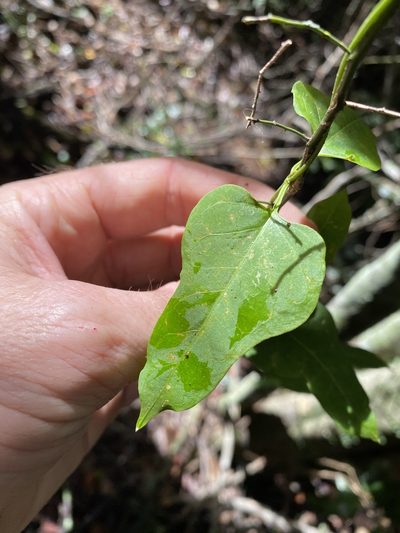 Parsonsia leichhardtii, photographed by Greg Tasney