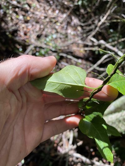 Parsonsia leichhardtii, photographed by Greg Tasney