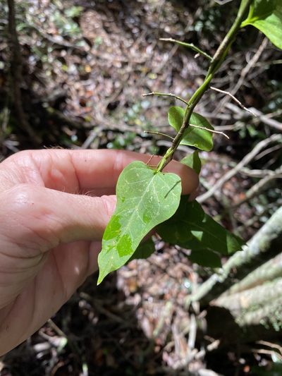 Parsonsia leichhardtii, photographed by Greg Tasney