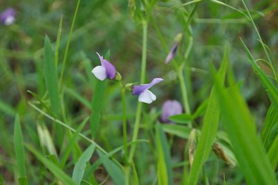 Vicia bithynica, photographed by Josep Gesti