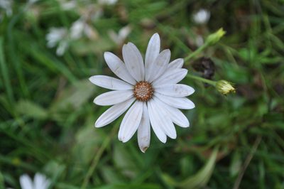Osteospermum ecklonis, photographed by Josep Gesti
