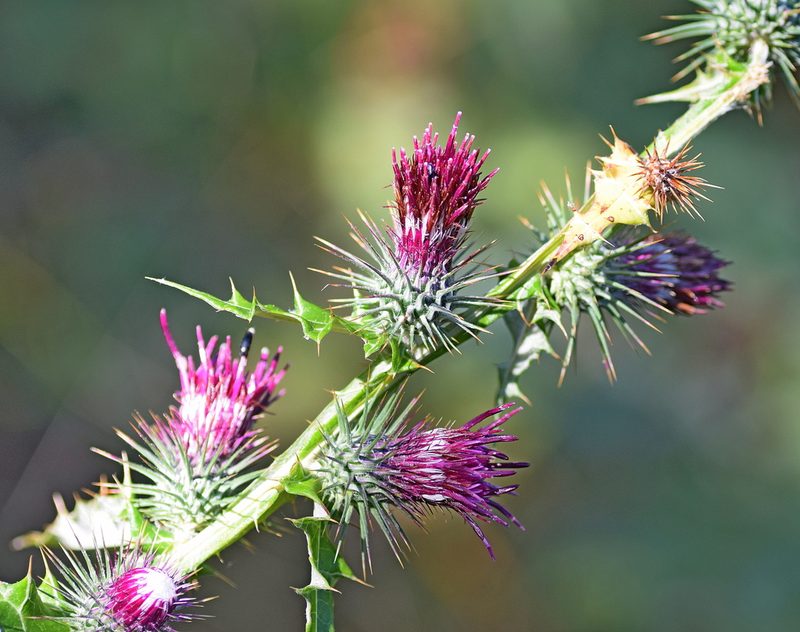 Ptilostemon strictus, photographed by Kostas Zontanos