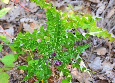 Ptilostemon strictus, photographed by Kostas Zontanos