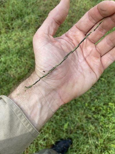 Sporobolus elongatus, photographed by Greg Tasney