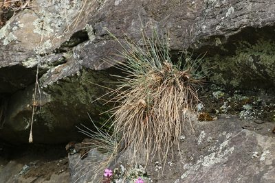 Festuca pallens, photographed by Christoph Moning