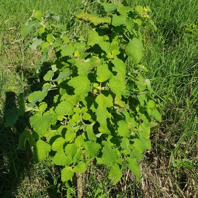 Tetradenia riparia, photographed by Margaret Burger