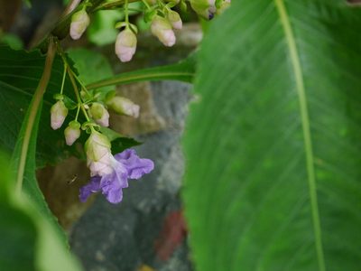 Strobilanthes callosa, photographed by Dinesh Valke