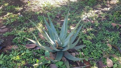 Aloe chabaudii, photographed by Suvarna Parbhoo Mohan