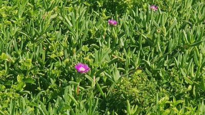 Carpobrotus dimidiatus, photographed by Suvarna Parbhoo Mohan