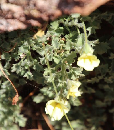 Colpias mollis, photographed by Tony Rebelo