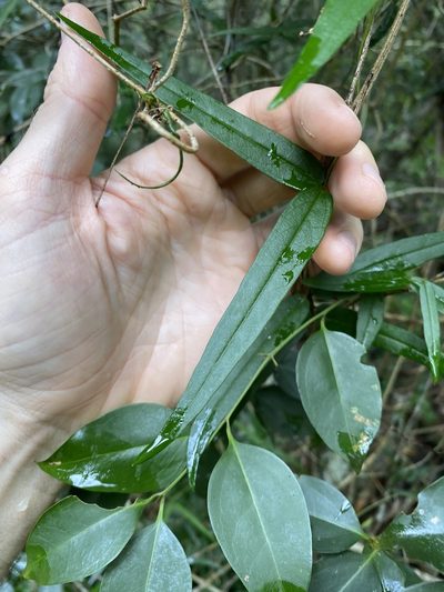 Parsonsia paulforsteri, photographed by Greg Tasney