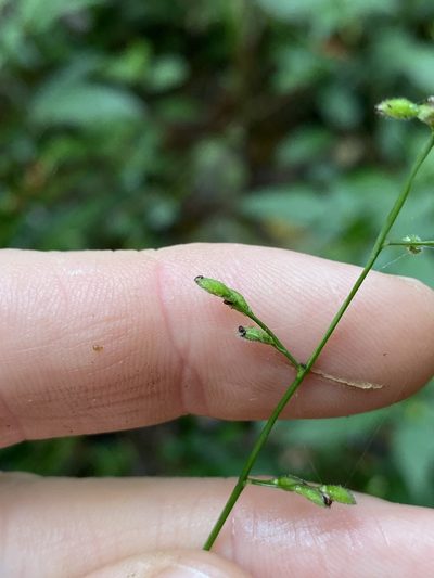 Cleistochloa uncinulata, photographed by Greg Tasney