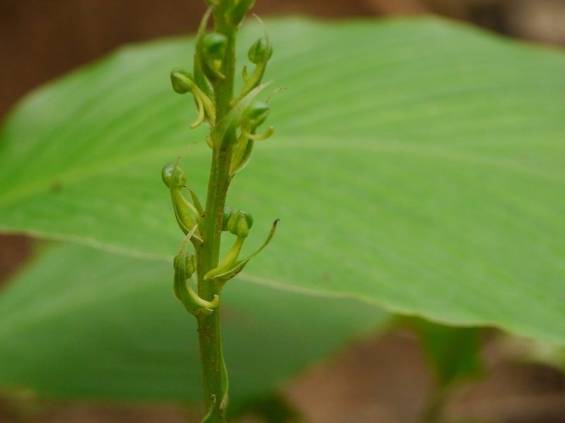Habenaria furcifera, photographed by Dinesh Valke