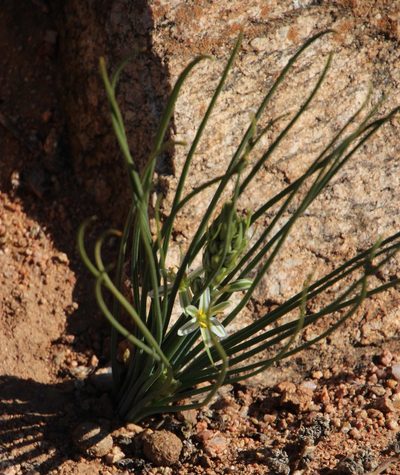 Coilonox polyphyllum, photographed by Tony Rebelo