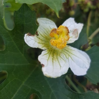 Lagenaria sphaerica, photographed by Margaret Burger