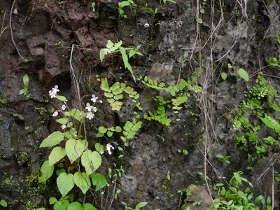 Begonia crenata, photographed by Dinesh Valke