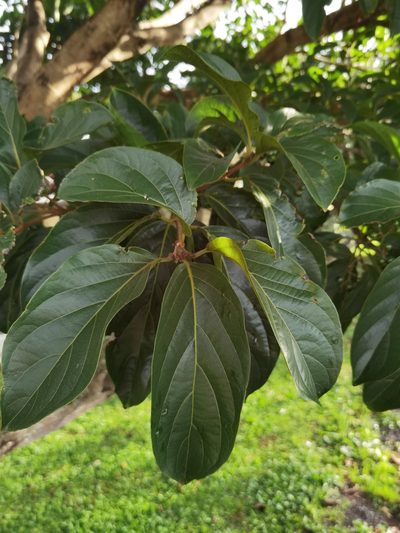 Cordia eriostigma, photographed by Eduardo Chacón Madrigal