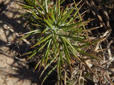 Heterorhachis aculeata, photographed by melda