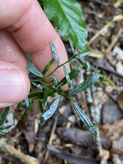 Citrus australis, photographed by Greg Tasney