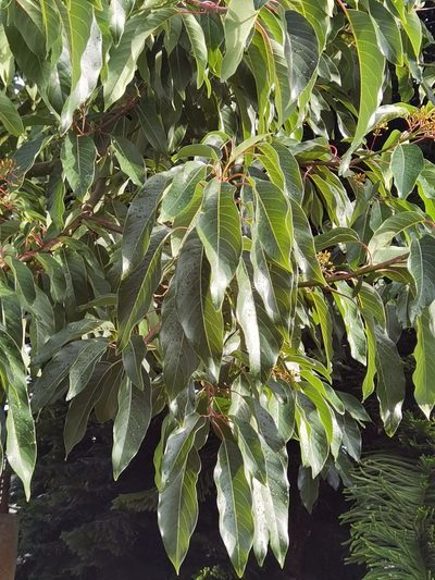 Persea caerulea, photographed by Eduardo Chacón Madrigal