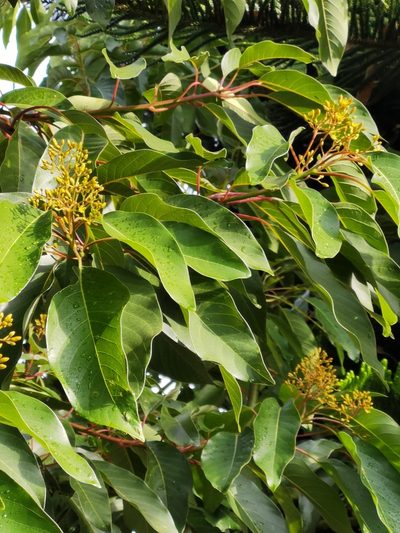 Persea caerulea, photographed by Eduardo Chacón Madrigal