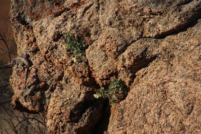 Colpias mollis, photographed by Tony Rebelo