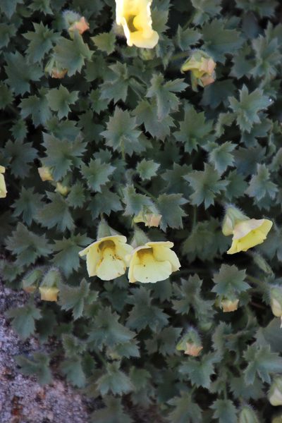 Colpias mollis, photographed by Tony Rebelo