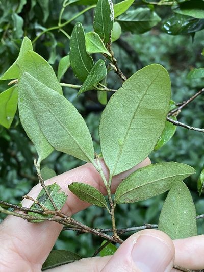 Planchonella myrsinifolia, photographed by Greg Tasney