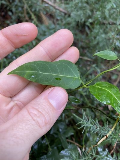 Parsonsia leichhardtii, photographed by Greg Tasney