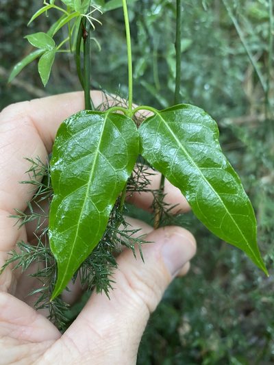 Parsonsia leichhardtii, photographed by Greg Tasney