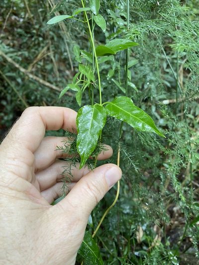 Parsonsia leichhardtii, photographed by Greg Tasney