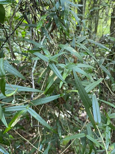 Parsonsia paulforsteri, photographed by Greg Tasney