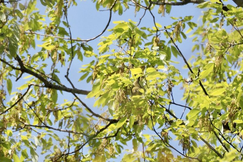 Quercus serrata, photographed by りなべる