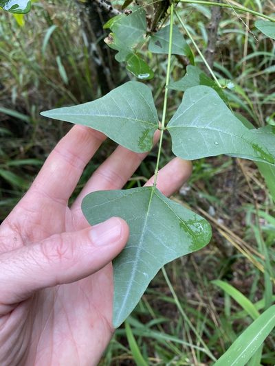 Erythrina numerosa, photographed by Greg Tasney