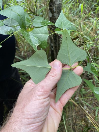Erythrina numerosa, photographed by Greg Tasney