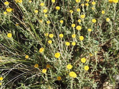 Santolina africana, photographed by Aissa Djamel Filali