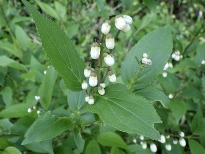 Deutzia crenata, photographed by りなべる