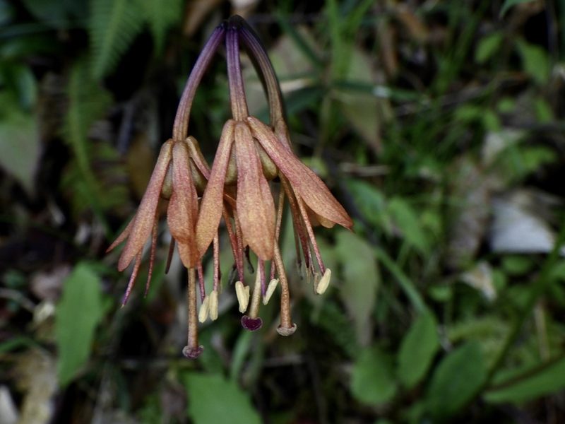 Helonias orientalis, photographed by りなべる