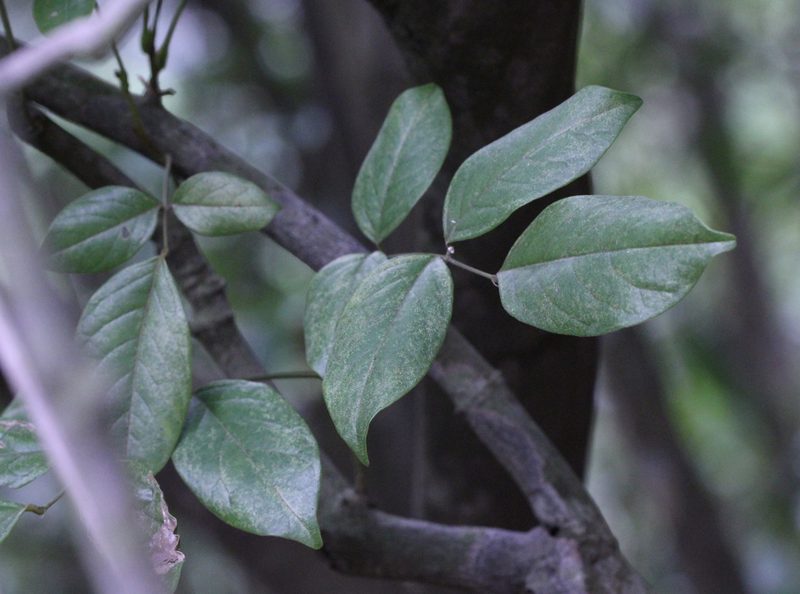 Ormosia semicastrata, photographed by Agnes Trekker