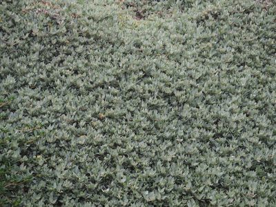 Atriplex maximowicziana, photographed by 葉子