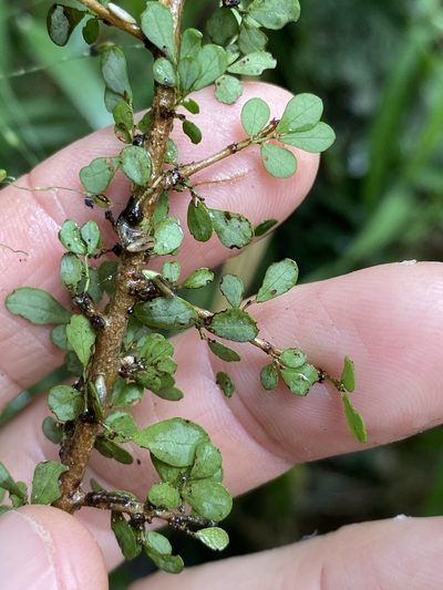 Phyllanthus microcladus, photographed by Greg Tasney