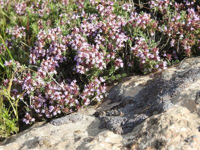 Thymus willdenowii, photographed by Aissa Djamel Filali