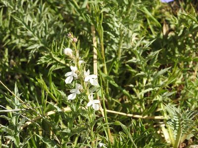Teucrium pseudochamaepitys, photographed by Aissa Djamel Filali